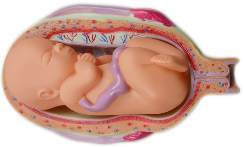 8pcs Fetal Growth Development Process Model Pregnancy Embryology Teaching PVC