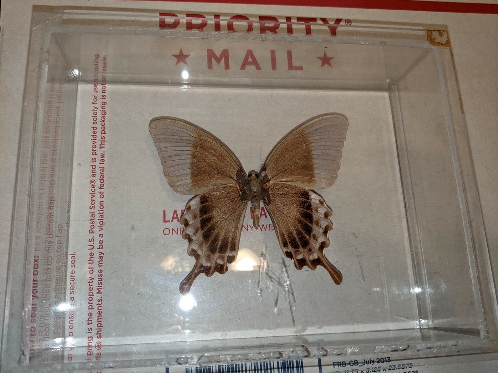 Real 3D Framed Butterfly in Acrylic Frame Box