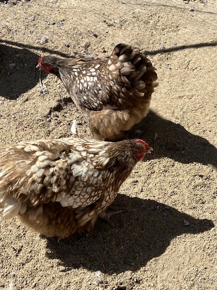 Chocolate Silver Laced Orpington Hatching Eggs-12 Pack