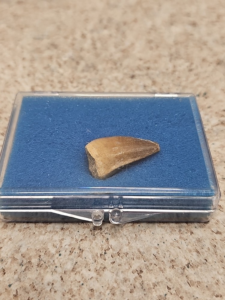 Boxed Fossil Mosasaur Tooth