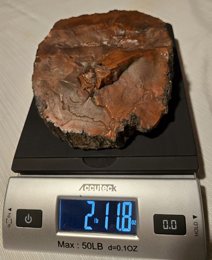 Red Petrified Wood
