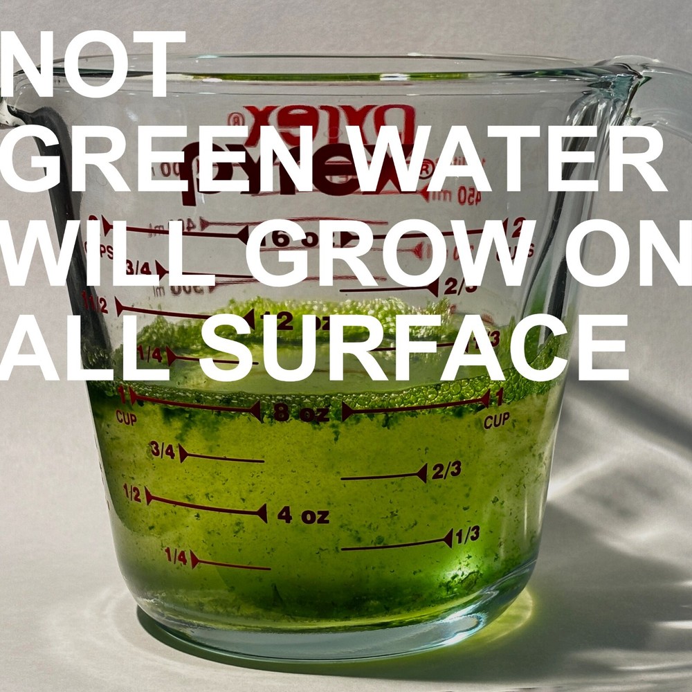 Chlorella pyrenoidosa Algae | Lab Made | Shrimp Breeding | Algae seeding