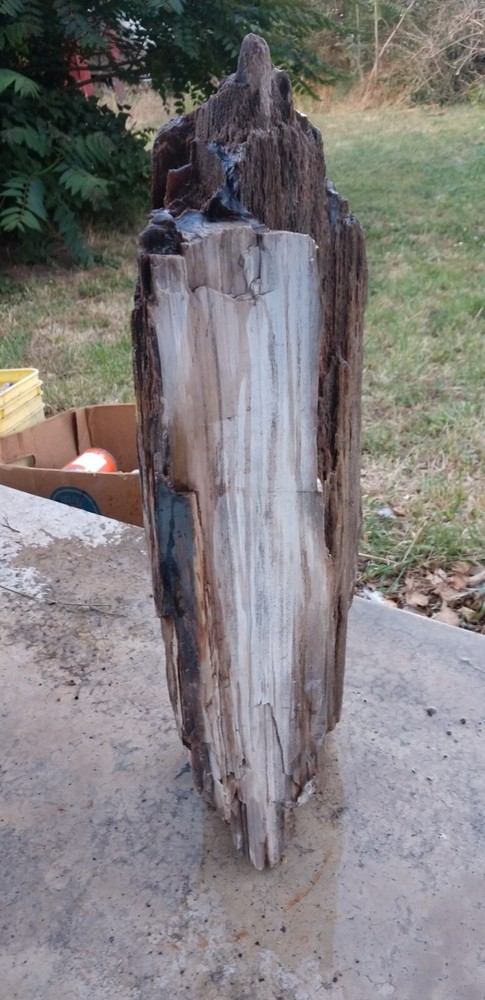 Beautiful 90lb. petrified/opalized/mineralized/agateized wood log