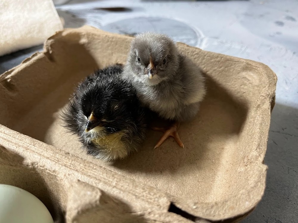12 + Extras - F1 Olive Egger Hatching Eggs (NPIP# 34-785)