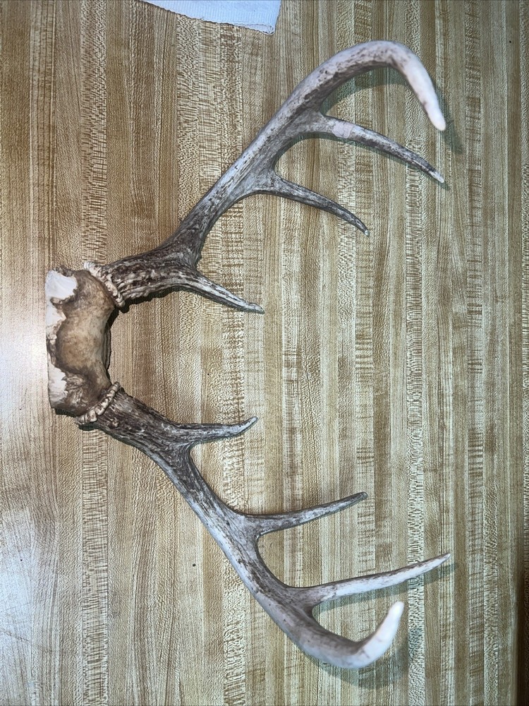 8 Point Buck ￼