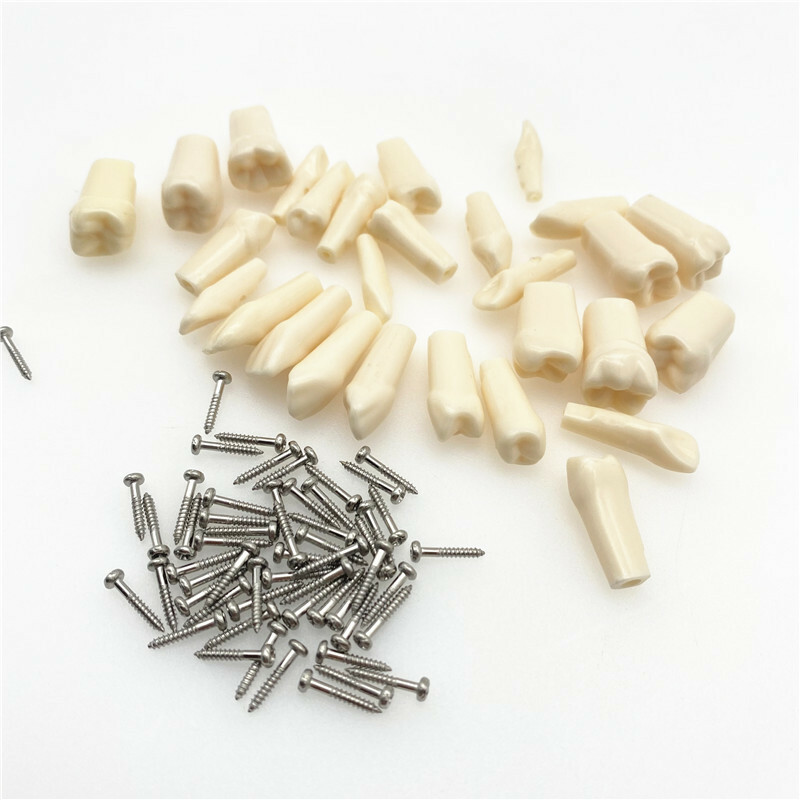 Resin Simulation Tooth Grain Replace teeth For teeth Model macth Nissin brand