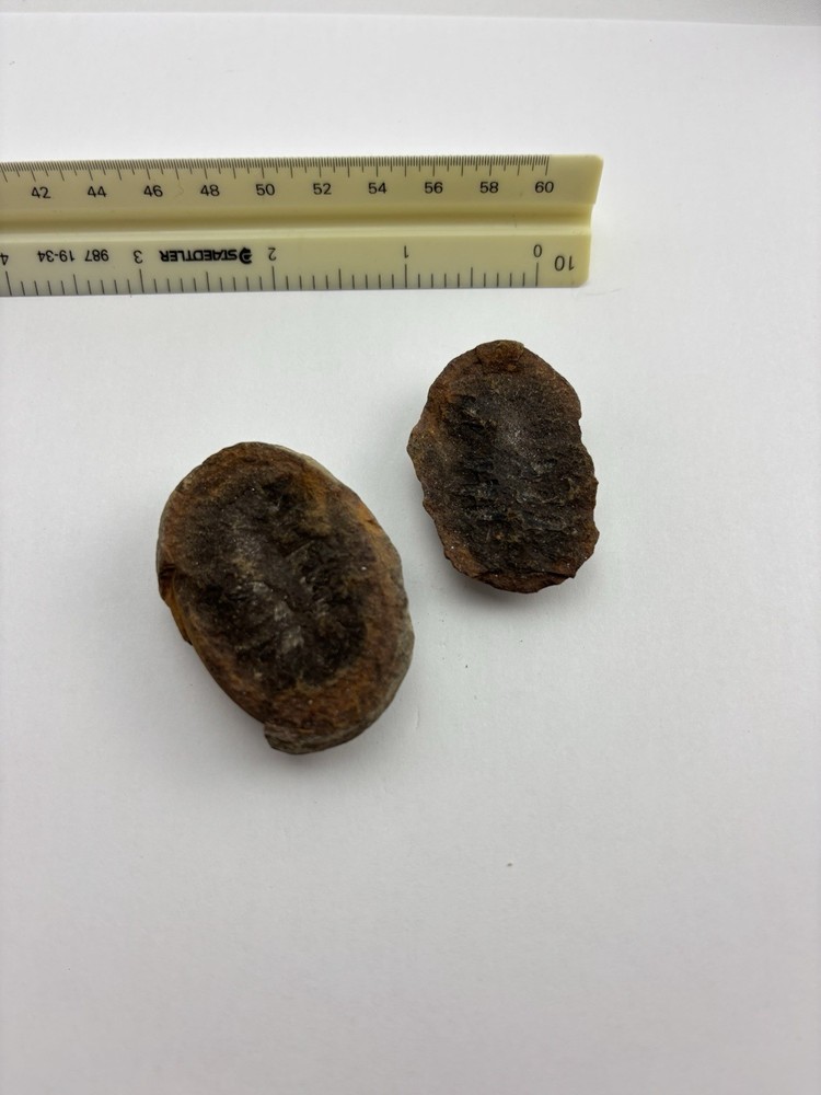 Fern Fossil