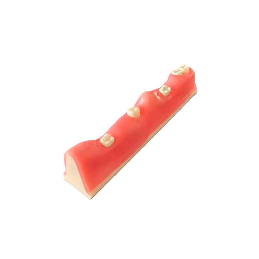Dental Impacted Tooth Extraction Practice Model Training Gingiva Sutures Test
