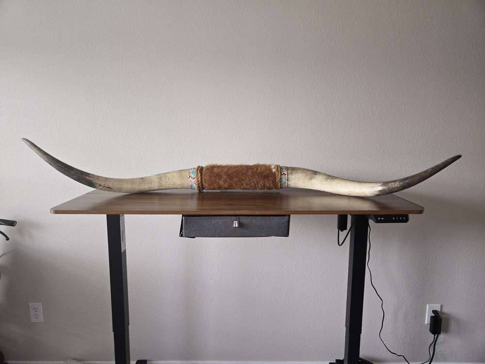 AUTHENTIC long Horn Wall Mount 5ft 8 Inches