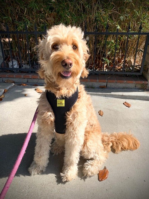 2-Pack Dog Pet Vest Harness Strap Adjustable Mesh Small Medium Large XL No Pull