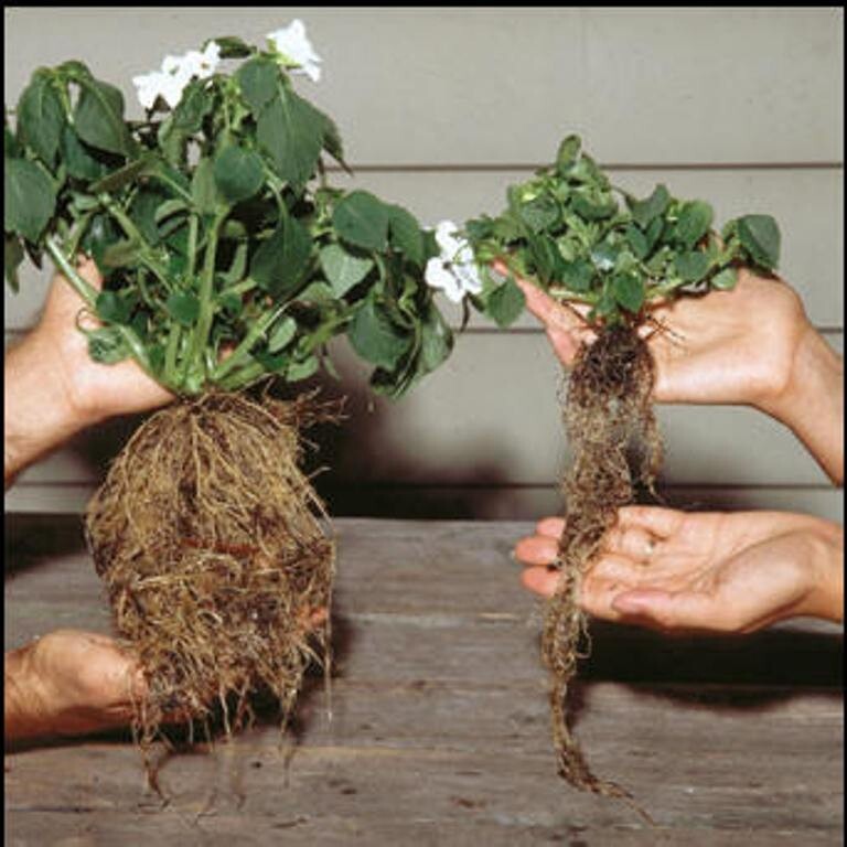 Rootblast - Plant Growth Formula 30lb Bucket