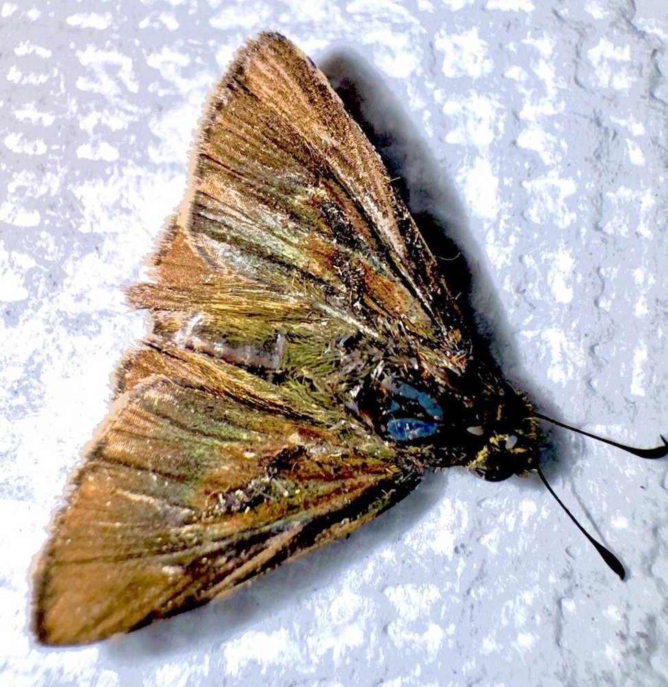 DUNN SKIPPER - Euphyes vestris #4