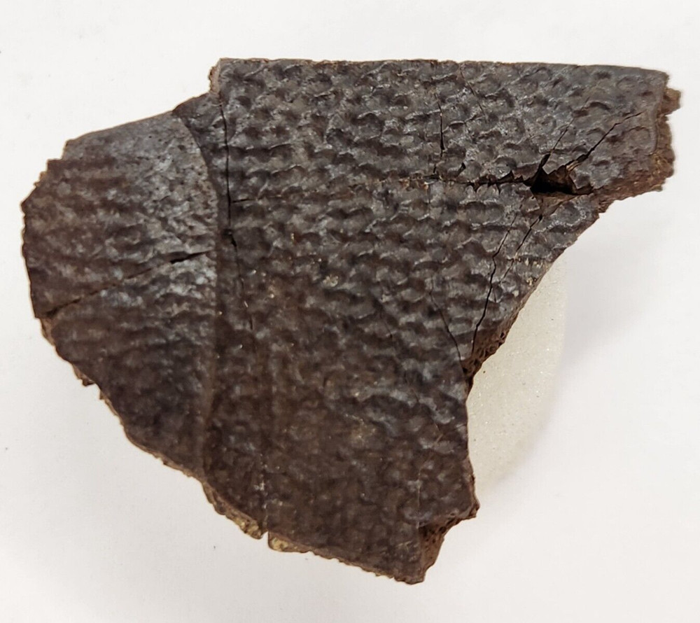 Cretaceous Turtle Shell Fossil - Testudines - Judith River Fm. - Hill Co., MT