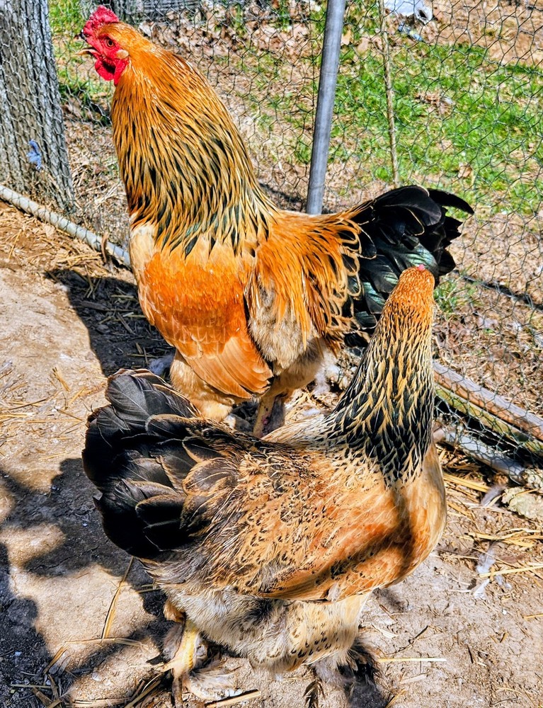 Hatching Eggs Buff Brahma 5+