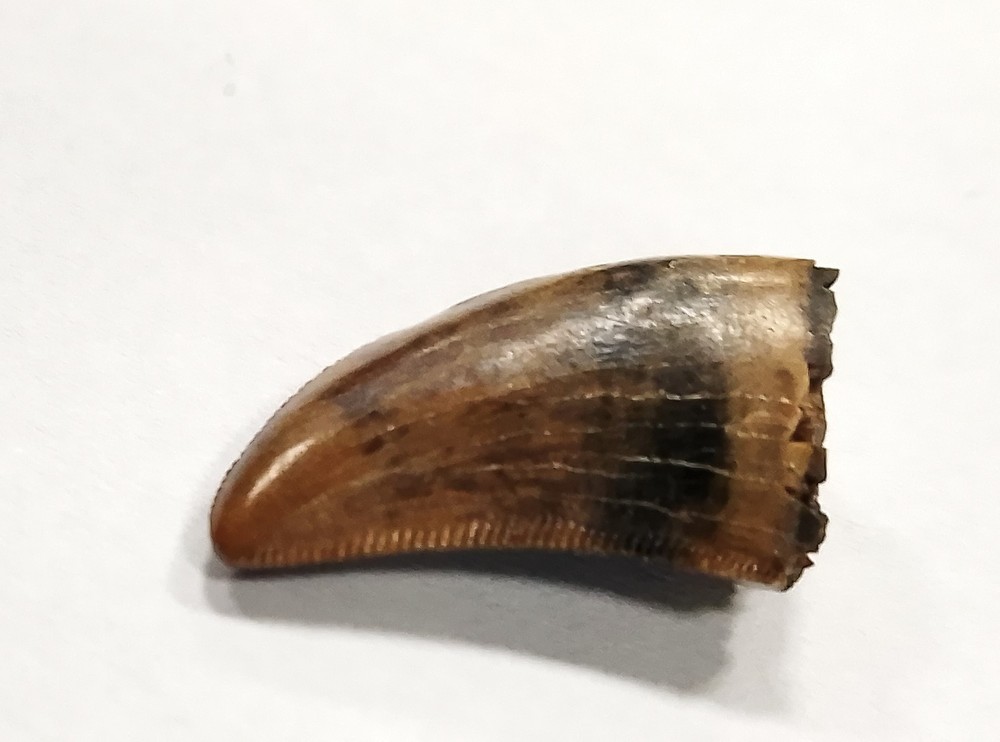 High quality Albertosaurus tooth from the Judith River Formation
