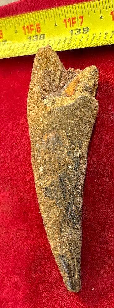 Authentic 4” Spinosaurus Tooth Fossil