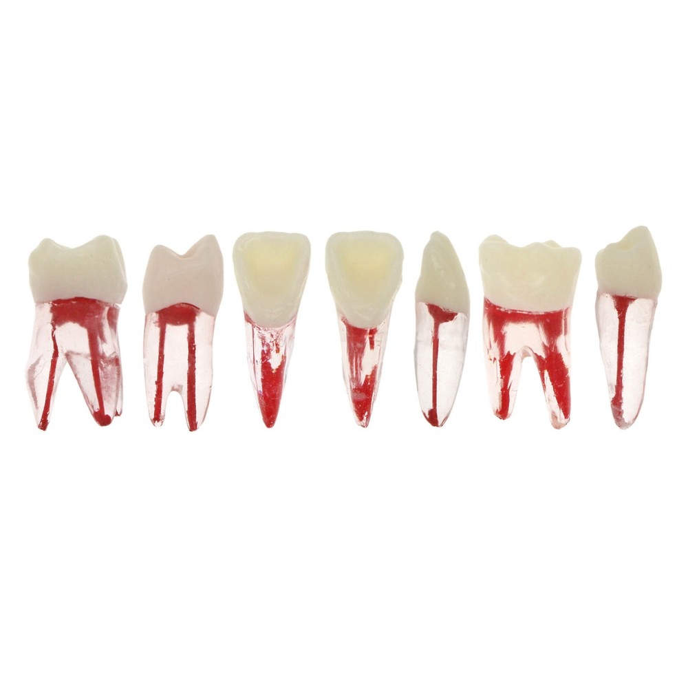 Dental Root Canal Practice Model Teeth Pulp Study RCT Endo File 1# 3# 4# 5# 6#