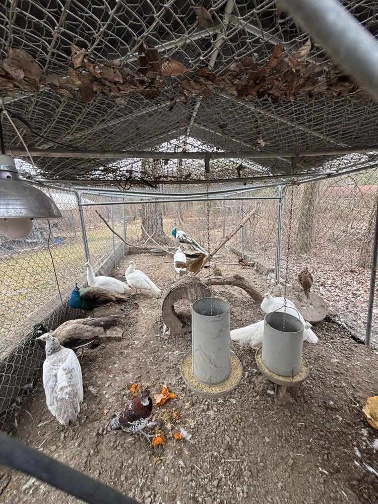 4 Peacock Peafowl Hatching Eggs, PRESALE