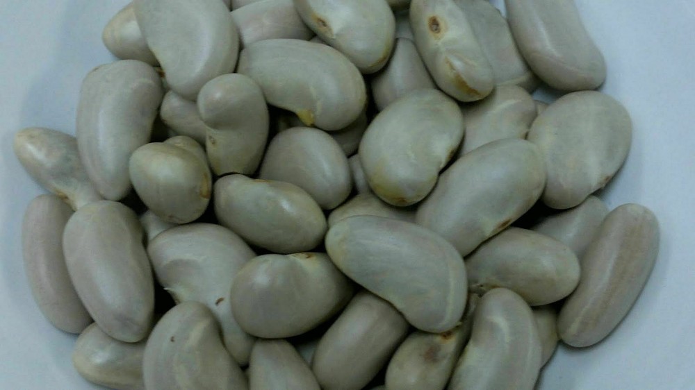 10 Oraganic Fresh JackFruit Seeds Tropical Worlds Largest Tropical Fruit seed
