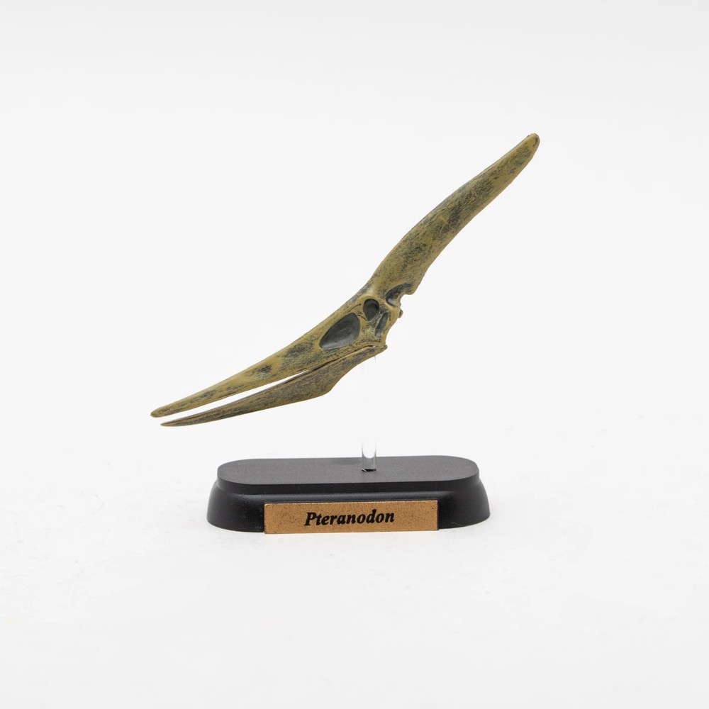 Dinosaur Pteranodon Skull Mini Figure Mini Model Favorite