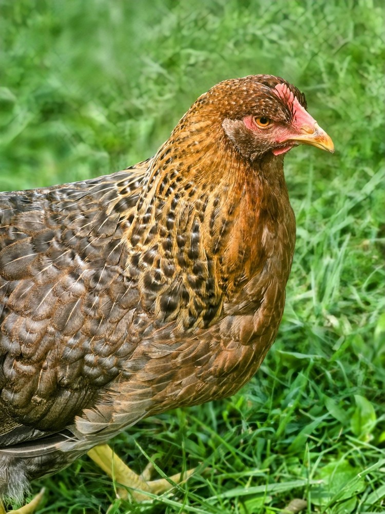 Bielefelder Kennhuhn 5+ Hatching Eggs