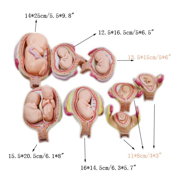 8pcs Fetal Growth Development Process Model Pregnancy Embryology Teaching PVC
