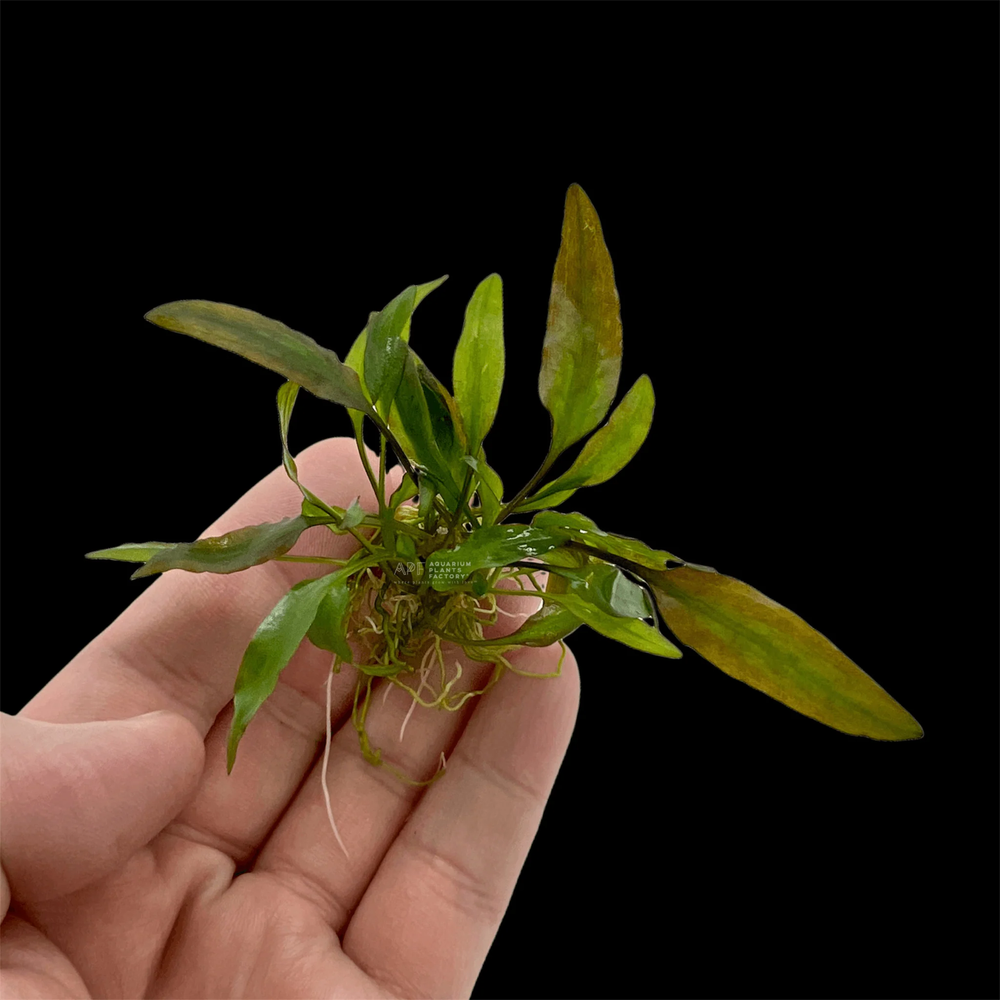 Cryptocoryne Willisii | Aquarium Plants Factory®