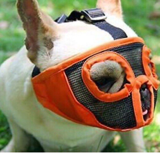 Tandd Short Mouth Muzzle Dog Flat Face