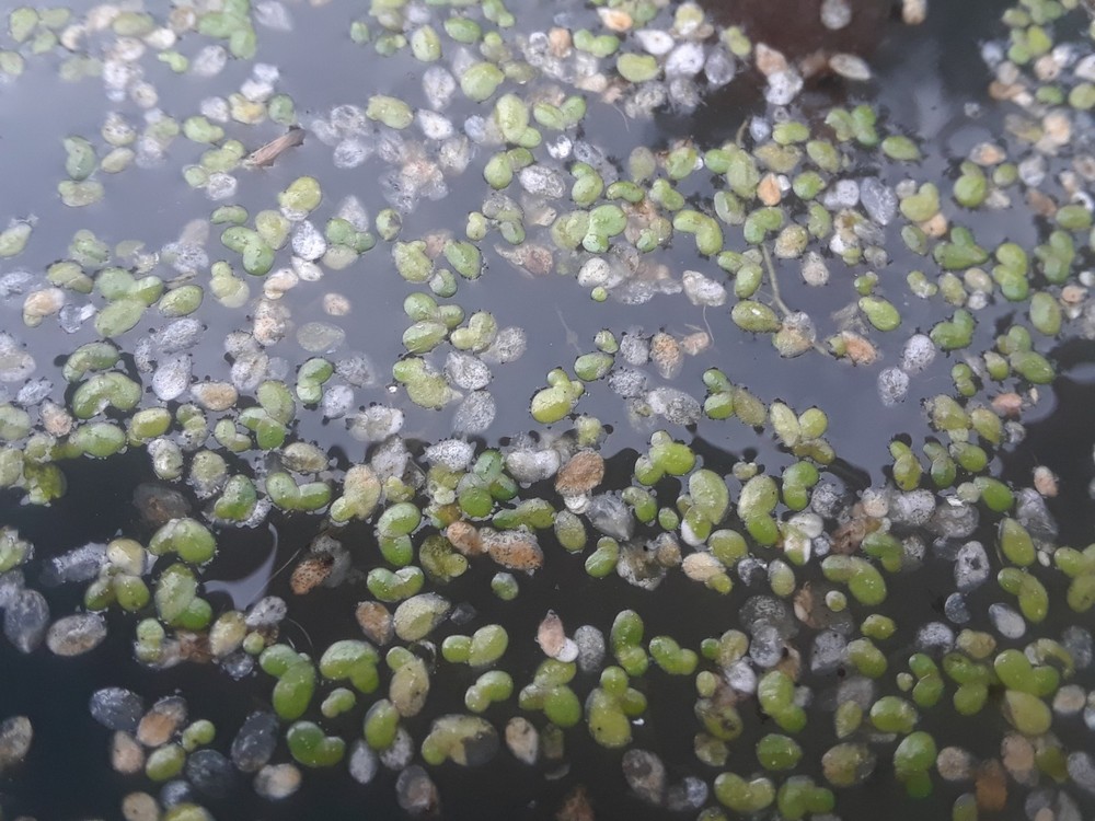 500 Duckweed (for KOI Fish Ponds)