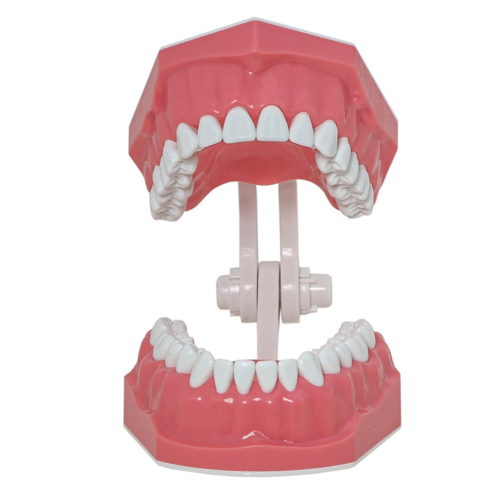 US Dental Typodont 1:1 Teeth Model with Brackets For Brushing Flossing Practice