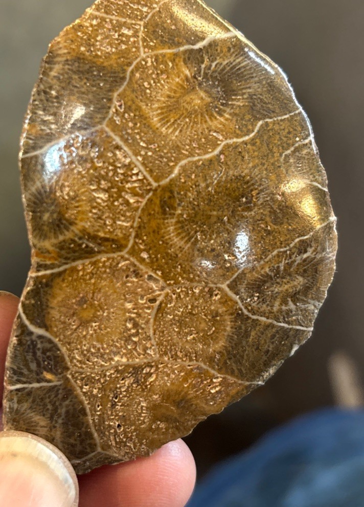 Petrified Coral End Polished