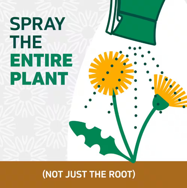 10 oz. EZ Aim Spray Weed and Grass Killer