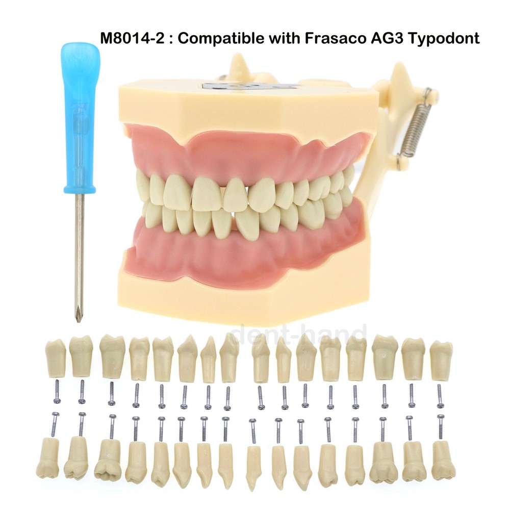 Dental Typodont Restorative Model Removable 32Pcs Teeth Frasaco AG3 Type M8014-2