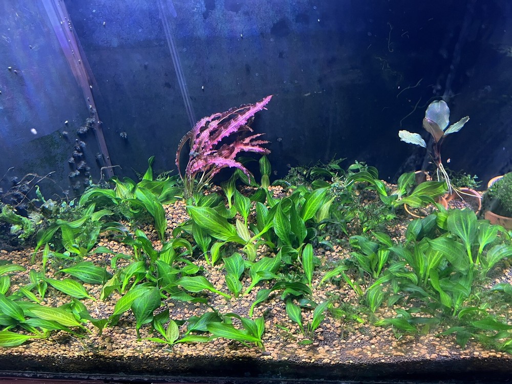 x1 Echinodorus Verde Opacus