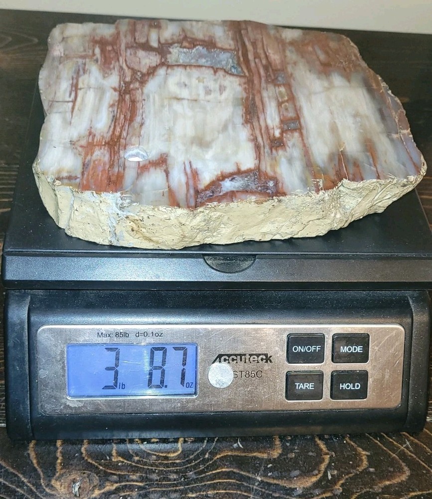 Petrified Wood Slab Polished 3lbs. 8oz.