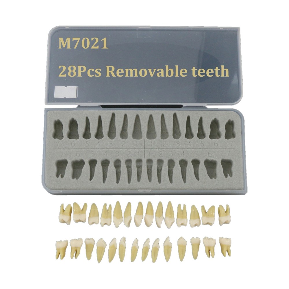M7021 Standard Replacement Teeth 28Pcs Training Demonstration Study Teeth