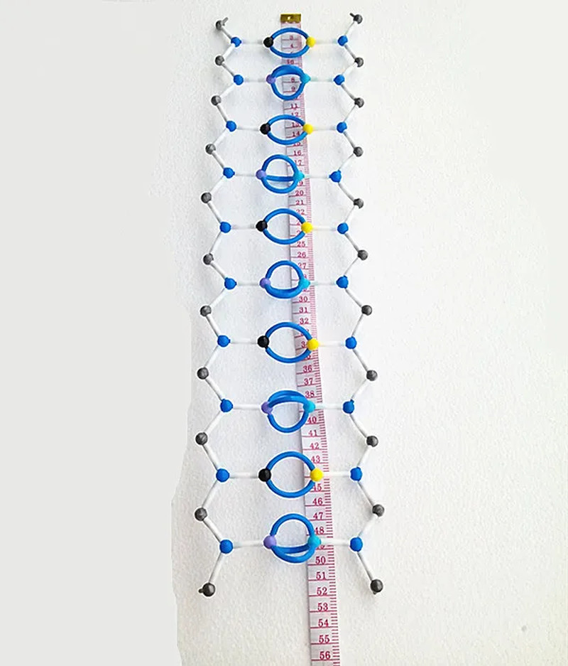 DNA Double Helix Molecular Structure Model Deoxyribonucleic Acid Bio-Genetic 10