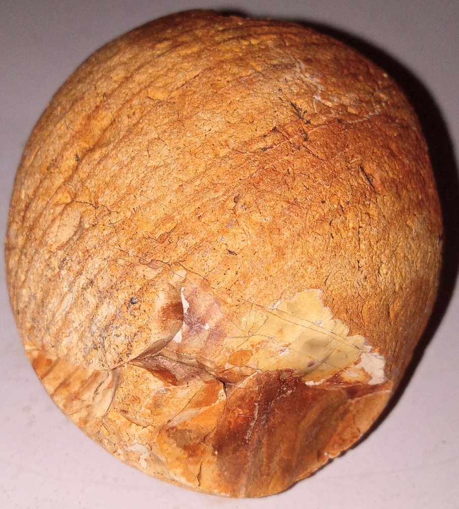 Petrified Fossil AZ Rough 202g