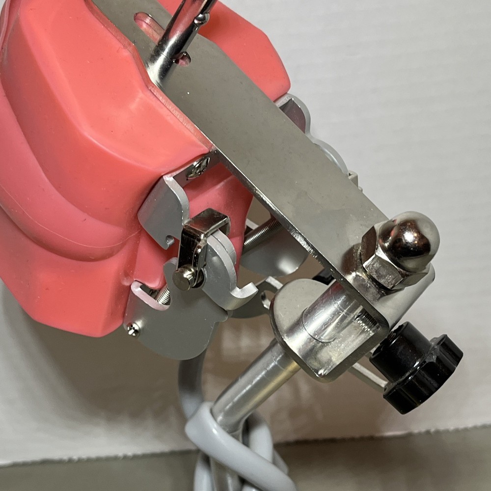 Dental Typodont Model Adjustable Stand Mounted Teaching Learning Simulation