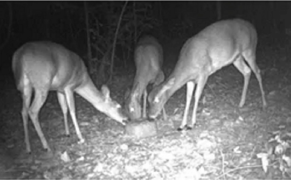 (2 pack) Pro Extreme Apple Deer Block 20lb