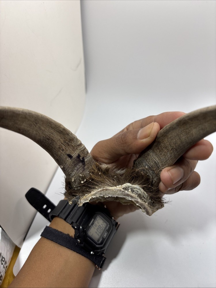 Real Brown Goat Horn: Small