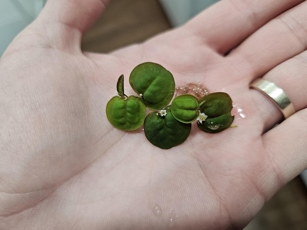 Red Root Floater (Phyllanthus Fluitans) - 5 Pack