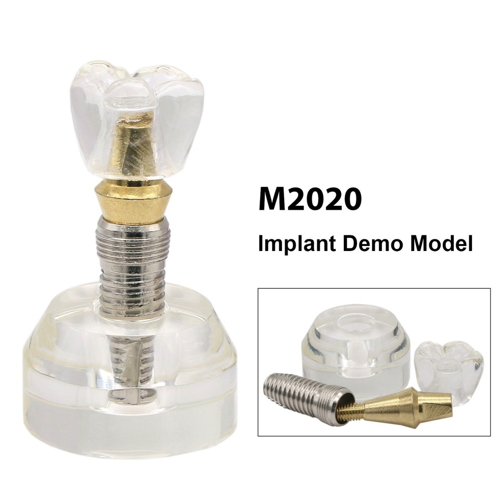 M2020 Dental Implant Model Demonstration Teeth Study Teach Model Removable