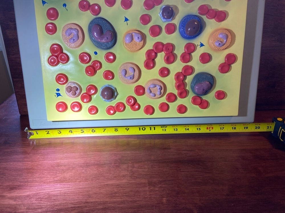Altay Human Blood Cell Types Model