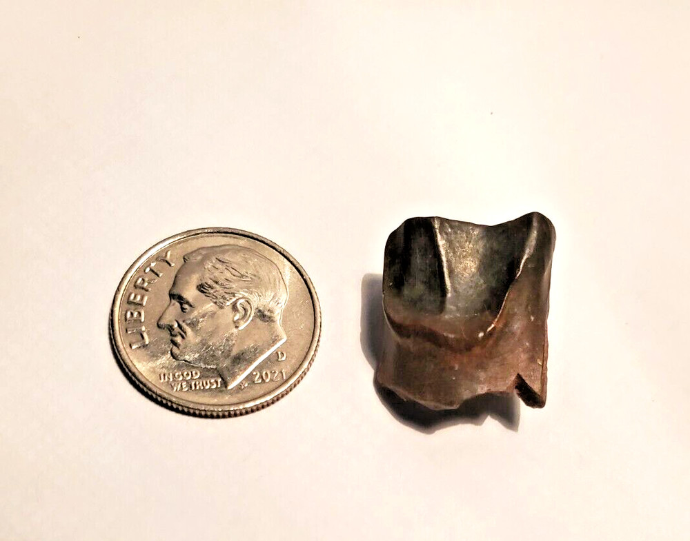 Beautiful 0.63" Triceratops Fossil Tooth Cretaceous Dinosaur Hell Creek