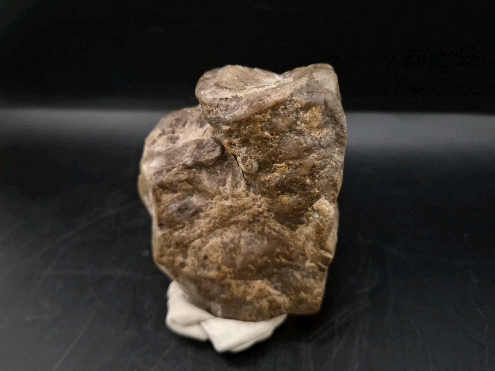 Egg Fossil Reptile 🦎 Permineralized