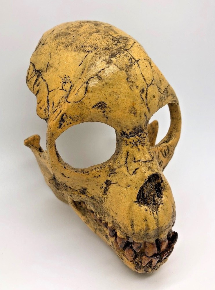 PRO-CONSUL SKULL REPLICA