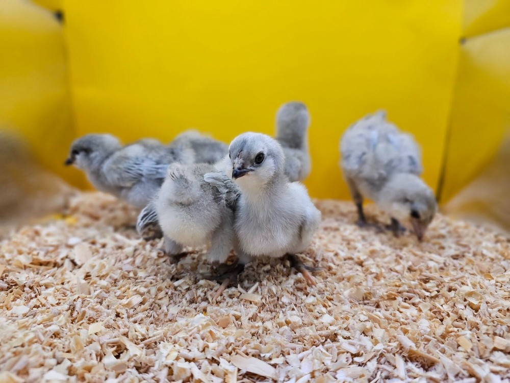 5 HATCHING EGGS, EASTER/OLIVE EGGERS, AMERAUCANA, LEGBAR. ** SHIPS SAME DAY **!!