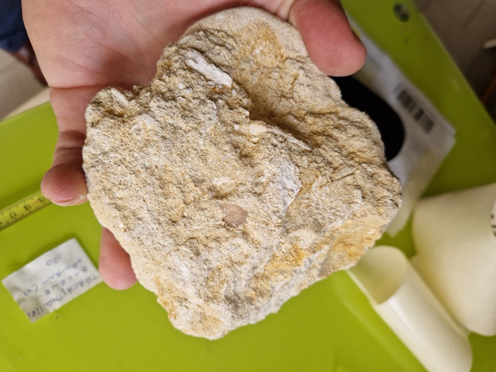 FOSSILI - Riccio di Mare Grande * Echinoide TRIPNEUSTES