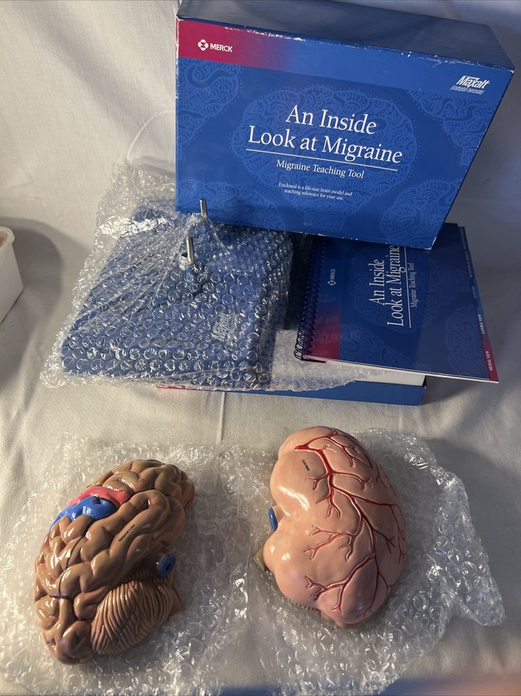 3-D Maxalt Merck An Inside Look At Migraine Teaching Tool